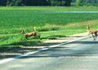 On Thursday afternoon, photographer Sue Jacobson was taking photos around the Minneota area of damaged crops when she crossed paths with a doe and her two fawns.