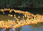 The Rubber Duck Race will be held at 7 p.m. today at Countryside Golf Club. 