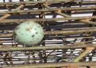 Bonnie Hanson of Minneota found this single,solitary egg on her baker’s rack outside.
“Why would a bird lay an egg in a place like this?” she wondered. But there it was. 