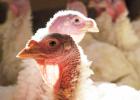 In response to recent news that there have been new cases of Highly Pathogenic Avian Influenza (HPAI) detected in Minnesota, Congresswoman Michelle Fischbach urges diligence for turkey producers to ensure the disease is contained.